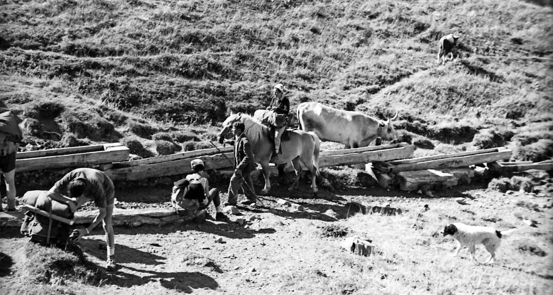 Pastori e animali all'alpeggio, Pollino, 1961, foto di Franco Actis, Archivio GSP