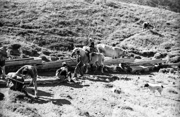 Pastori e animali all'alpeggio, Pollino, 1961, foto di Franco Actis, Archivio GSP