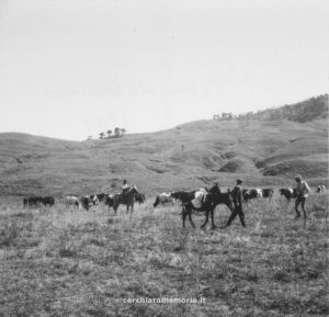 Piani di Pollino, cavalli e mandrie, Pollino, 1961, foto di Beppe Dematteis, Archivio GSP